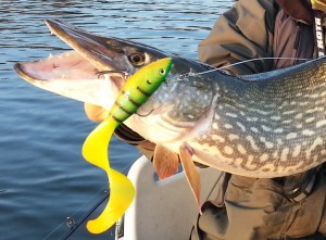 Gäddfiske i Quintrexbåten! Fiskeguidning med fiskeguide Mikael Puhakka www.fishguide.se
