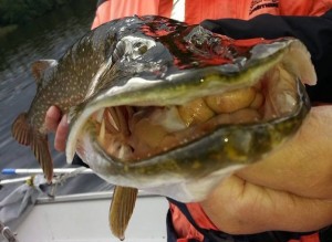 Gäddfiske från Quintrexbåten! Fiskeguidning med fiskeguide Mikael Puhakka www.fishguide.se