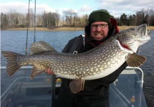 Grymt tjock gädda, toppkondition! www.fishguide.se :-)