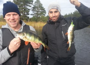 Abborrarna nappade på löpande band, största på 700 gram..