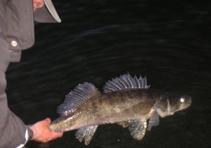 Catch & Release av större gös..