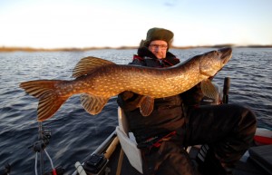 Bra med gädda.. www.fishguide.se fiskeguide fiskeguidning