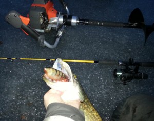 Pimpelgädda, riktad fisk! Fiskeguide Fiskeguidning www.fishguide.se