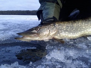 Ismete fiskeguidning fiskeguide www.fishguide.se